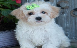 Maltipoo dogs for sale: Audrey - Image 1