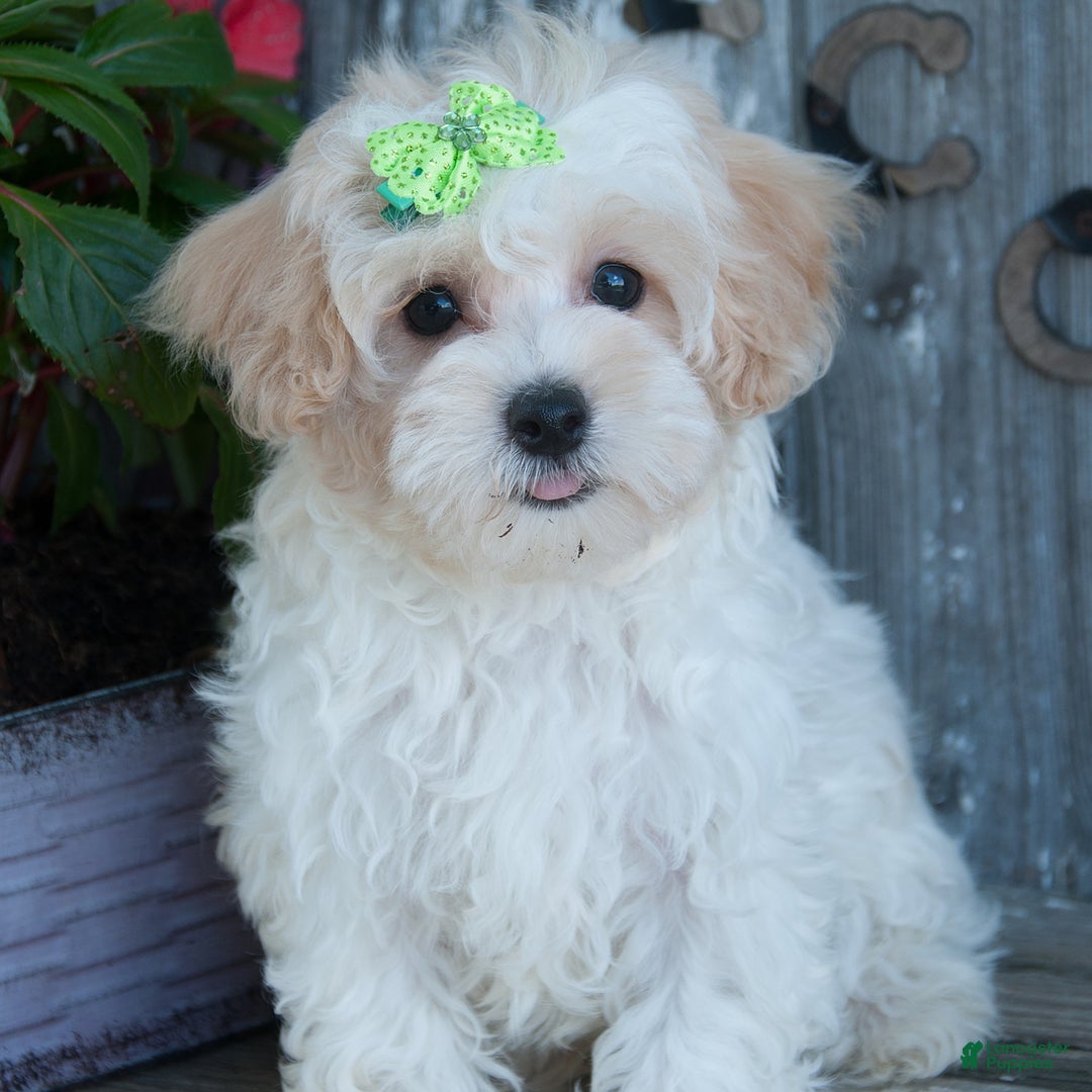 Maltipoo dogs for sale: Audrey - Image 1