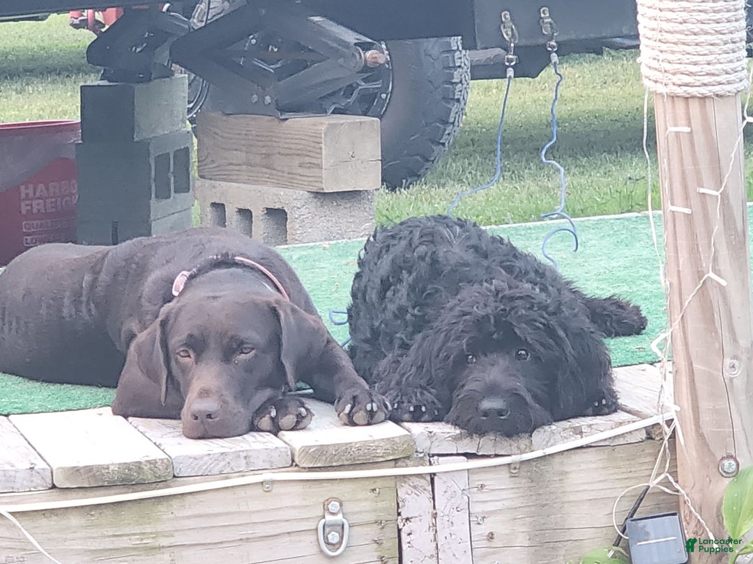 Labradoodle dogs for sale: Ruby - Image 7