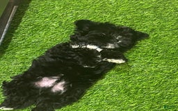 Shorkie dogs for sale: Ace - Image 5