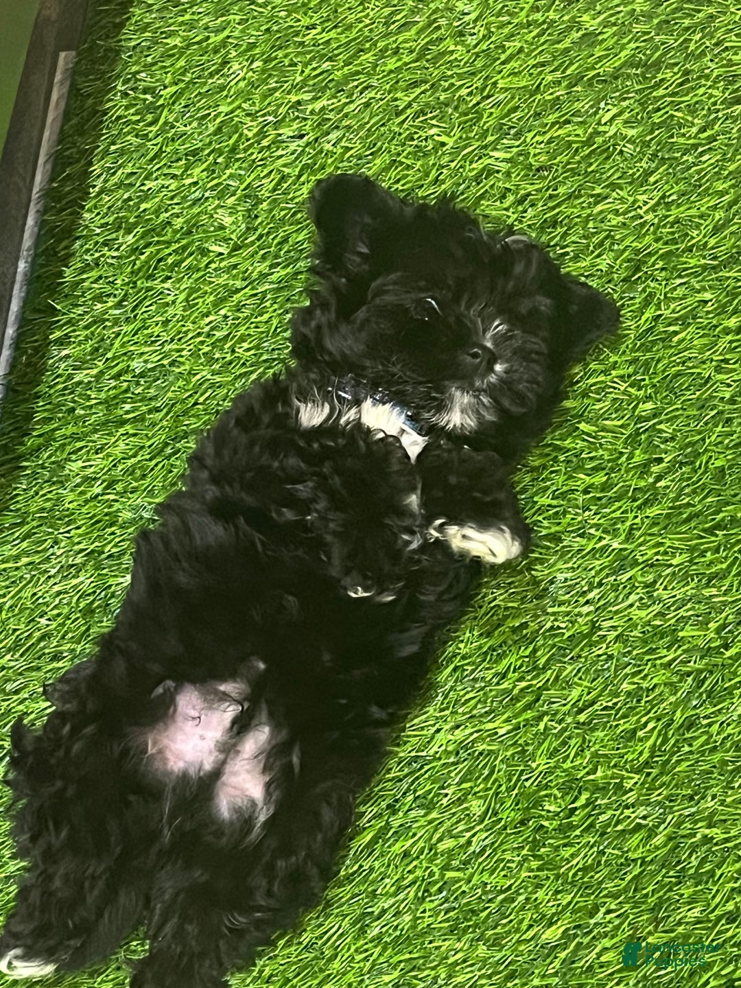 Shorkie dogs for sale: Ace - Image 5
