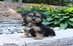 Yorkshire Terrier dogs for sale: Yorkshire Terrier 4 puppies - Image 7
