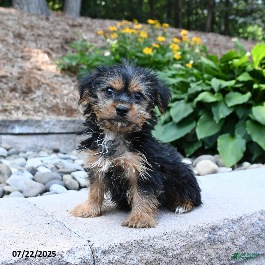 Yorkshire Terrier dogs for sale: Yorkshire Terrier 4 puppies - Image 7