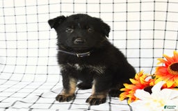 German Shepherd dogs for sale: Jackson - Image 7