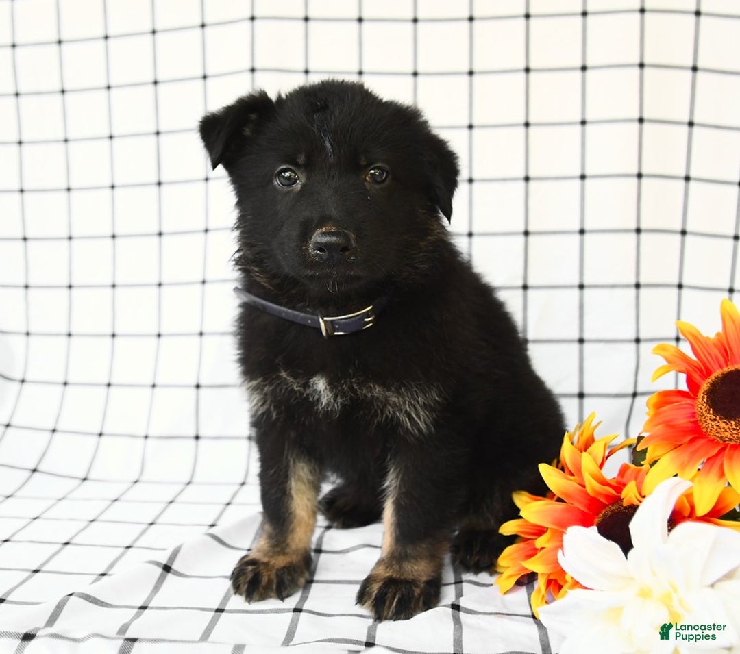 German Shepherd dogs for sale: Jackson - Image 7