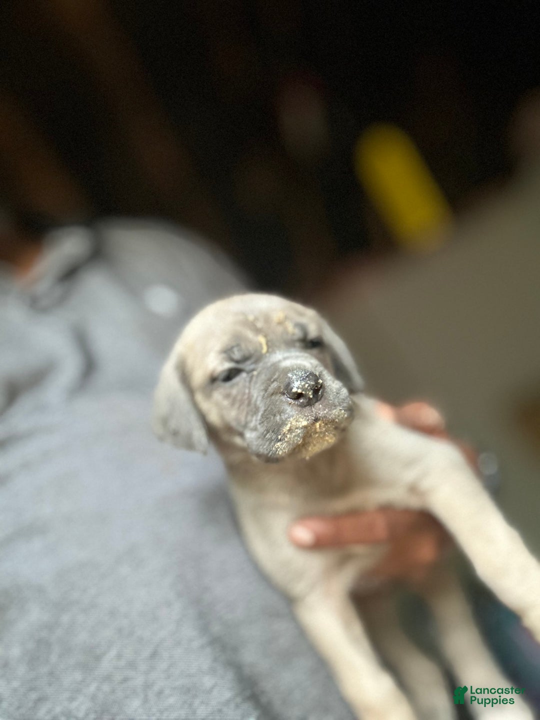 Cane Corso dogs for sale: Cane Corso 3 puppies - Image 4