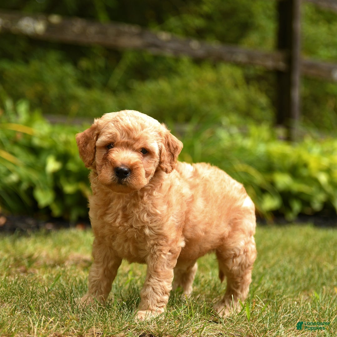 Mini Goldendoodle dogs for sale: Rex - Image 3