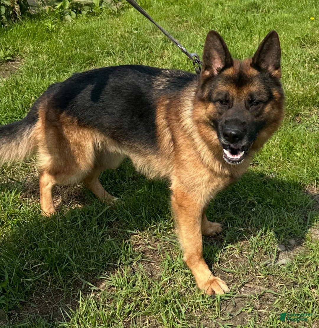 German Shepherd dogs for sale: MAX - Image 2