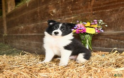 Shetland Sheepdog dogs for sale: Chief - Image 1