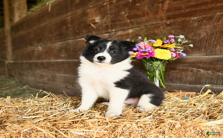 Shetland Sheepdog dogs for sale - Ad 1