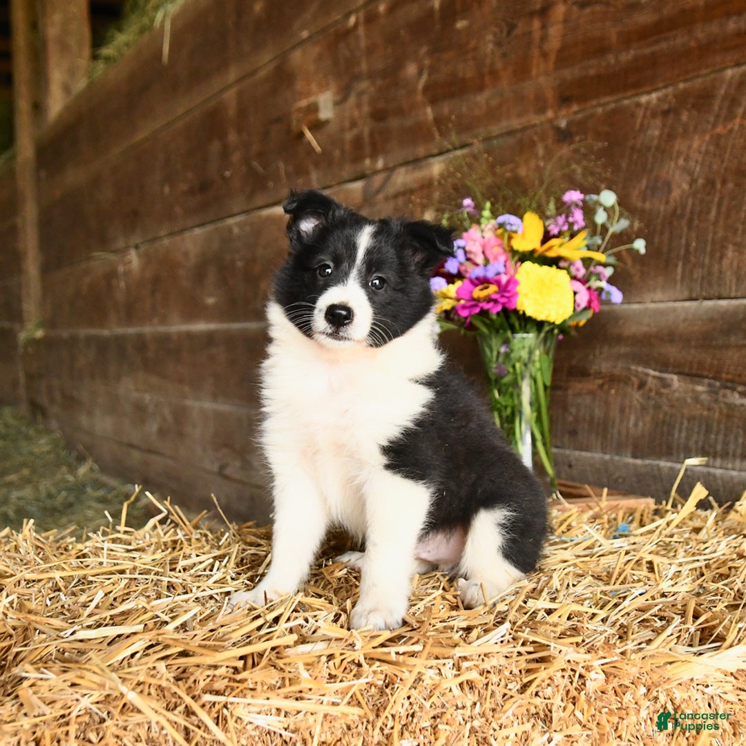 Shetland Sheepdog dogs for sale: Chief - Image 1