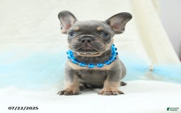 French Bulldog dogs for sale: Ellis Akc - Image 3