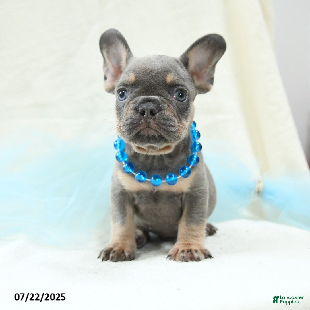 French Bulldog dogs for sale: Ellis Akc - Image 3