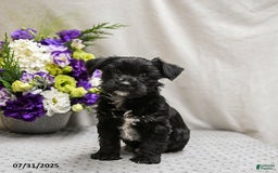 Jack Russell Terrier dogs for sale: Roxy - Image 1