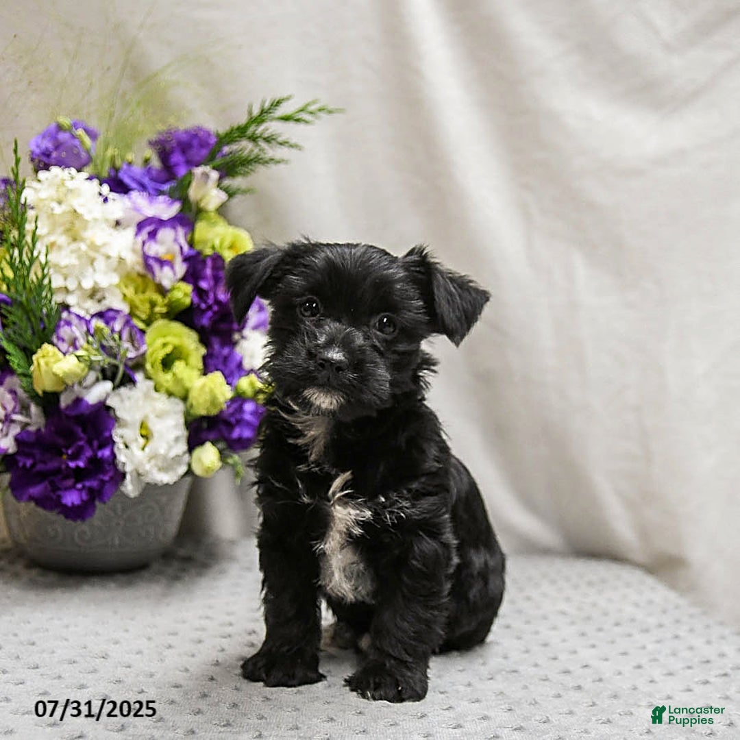 Jack Russell Terrier dogs for sale: Roxy - Image 1