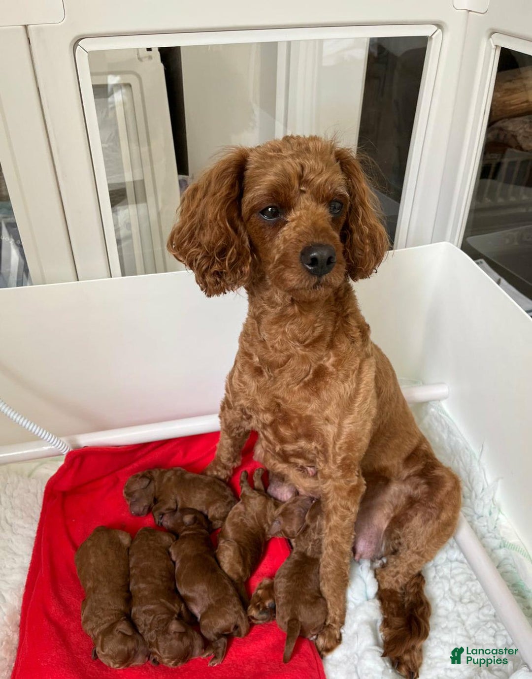 Cavapoo dogs for sale: Debra - Image 4