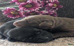 Labrador Retriever dogs for sale: Snips - Image 3