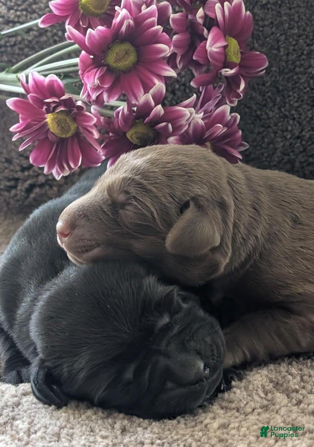 Labrador Retriever dogs for sale: Snips - Image 3