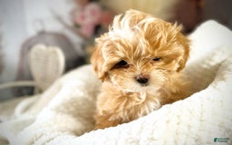 Maltipoo dogs for sale: Red Collared Boy - Image 23