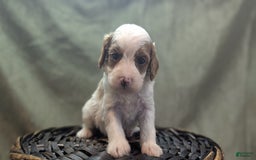 Cavapoo dogs for sale: Woody - Image 5