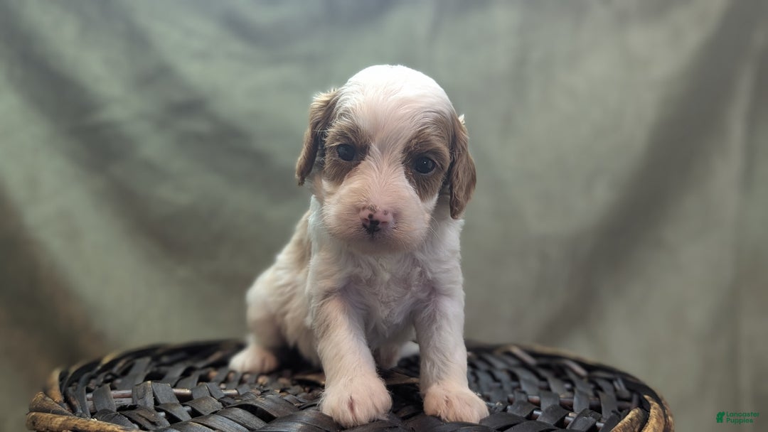 Cavapoo dogs for sale: Woody - Image 5