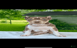 American Bully dogs for sale: Ms Daisy - Image 4