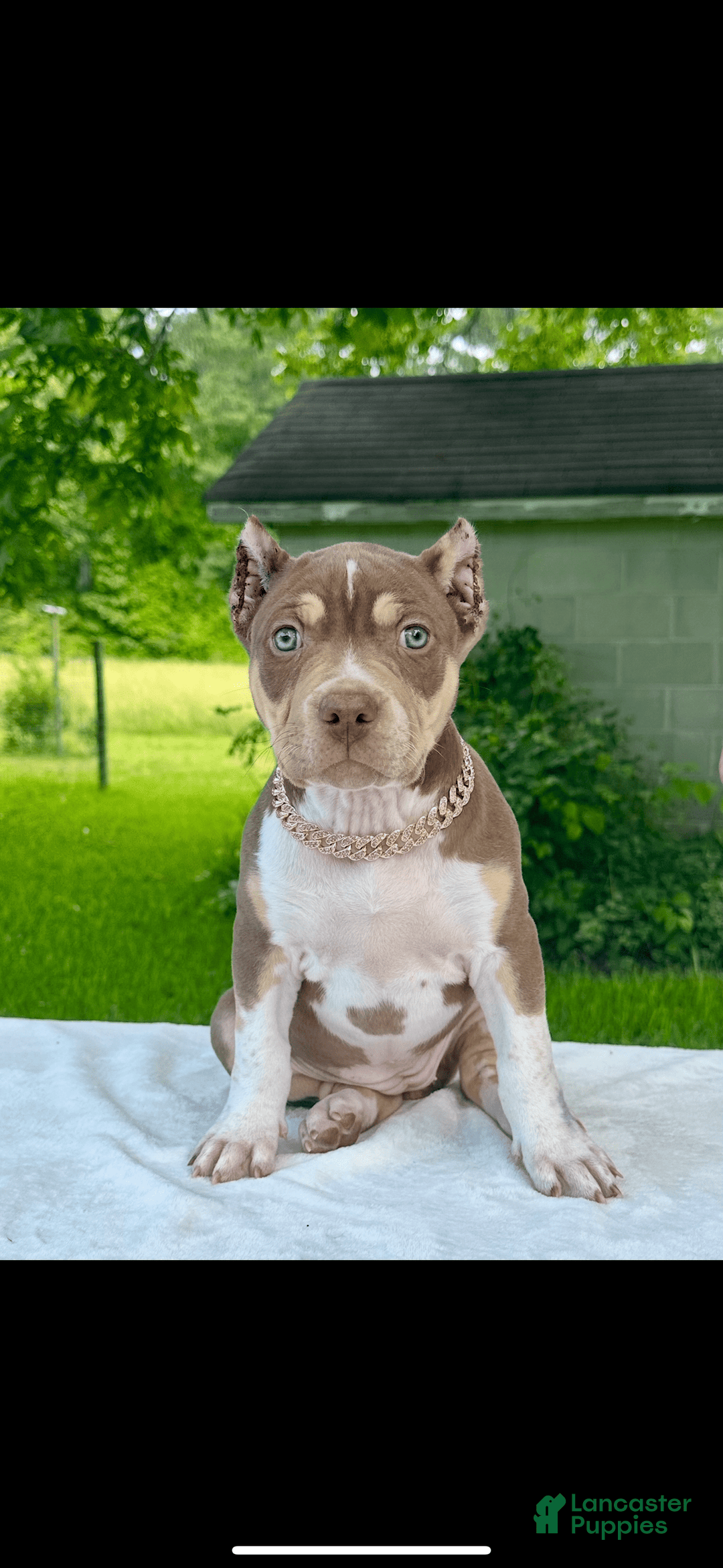 American Bully dogs for sale: Ms Daisy - Image 4
