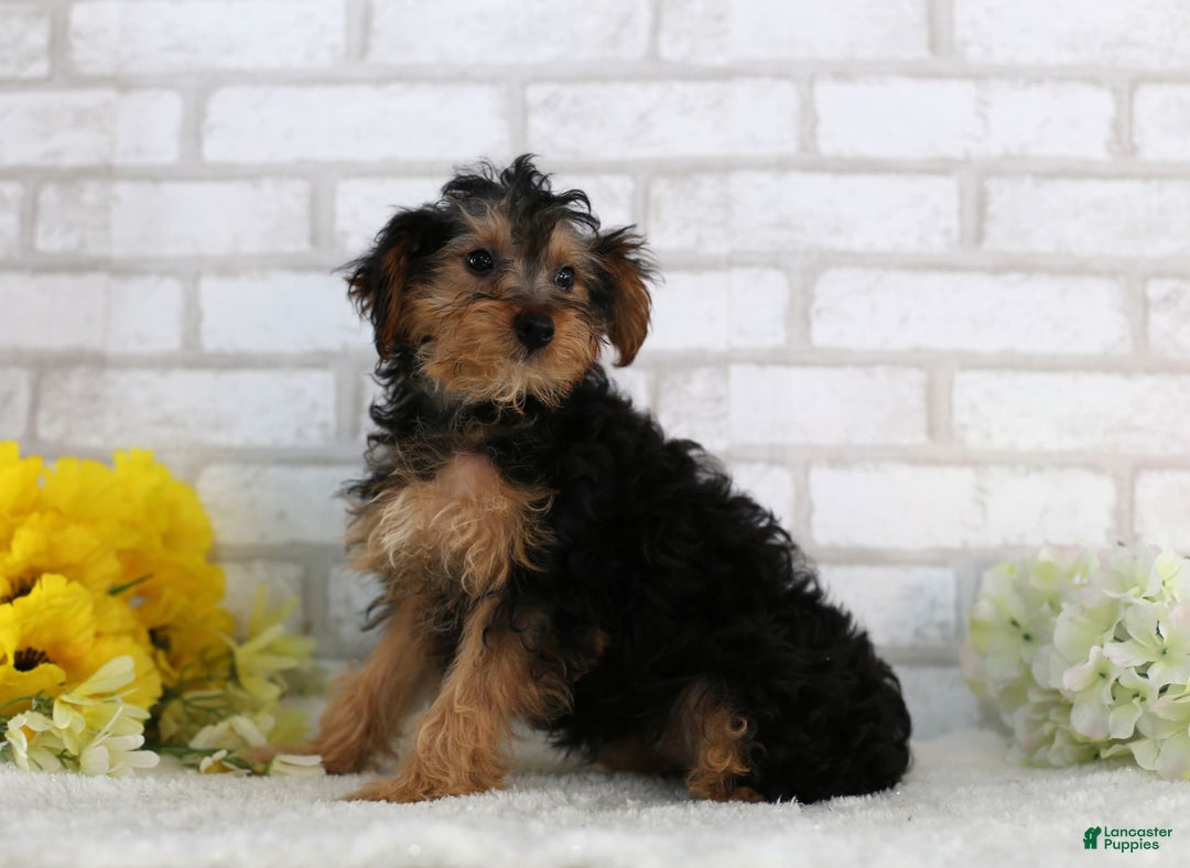 Yorkiepoo dogs for sale: Brittany - Image 4