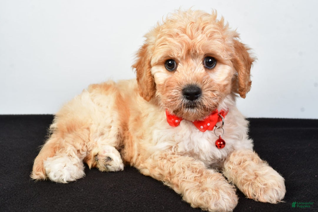 Cavachon dogs for sale: Donald - Image 2