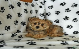 Morkie dogs for sale: Murphy - Image 7