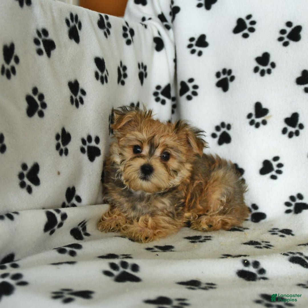 Morkie dogs for sale: Murphy - Image 7