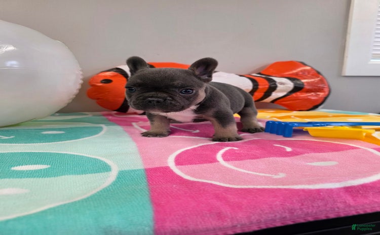 French Bulldog dogs for sale - Ad 5