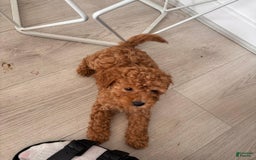 Toy Poodle dogs for sale: Teddy - Image 5