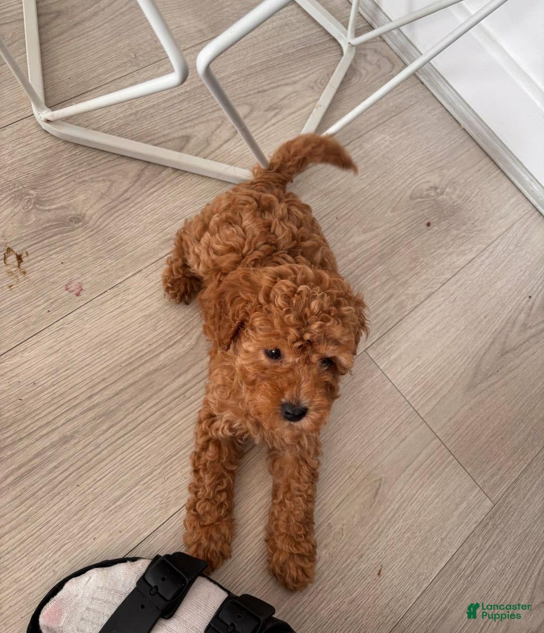 Toy Poodle dogs for sale: Teddy - Image 5