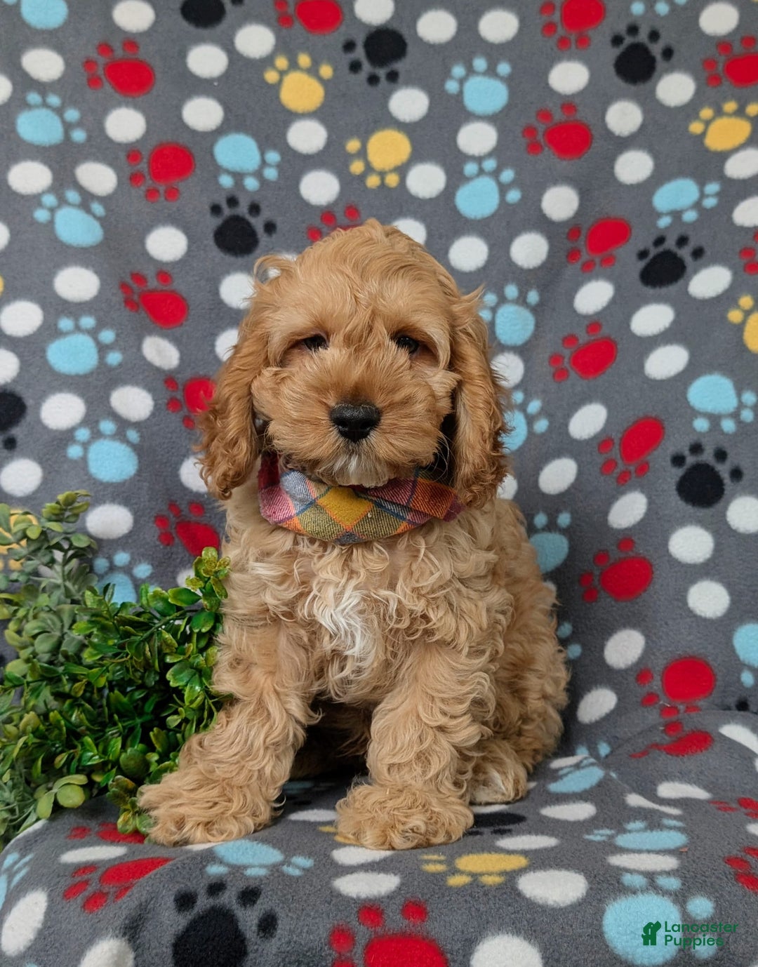 Cockapoo dogs for sale: Croydon - Image 8