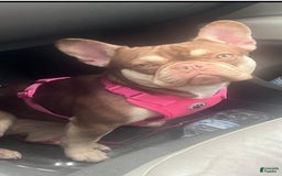 French Bulldog dogs for sale: Hera - Image 6