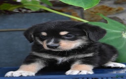 Miniature Bernese Mountain Dog dogs for sale: Tonka - Image 3