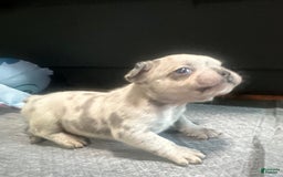French Bulldog dogs for sale: Cookie - Image 4