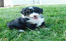 Mini Bernedoodle dogs for sale: Rio - Image 5