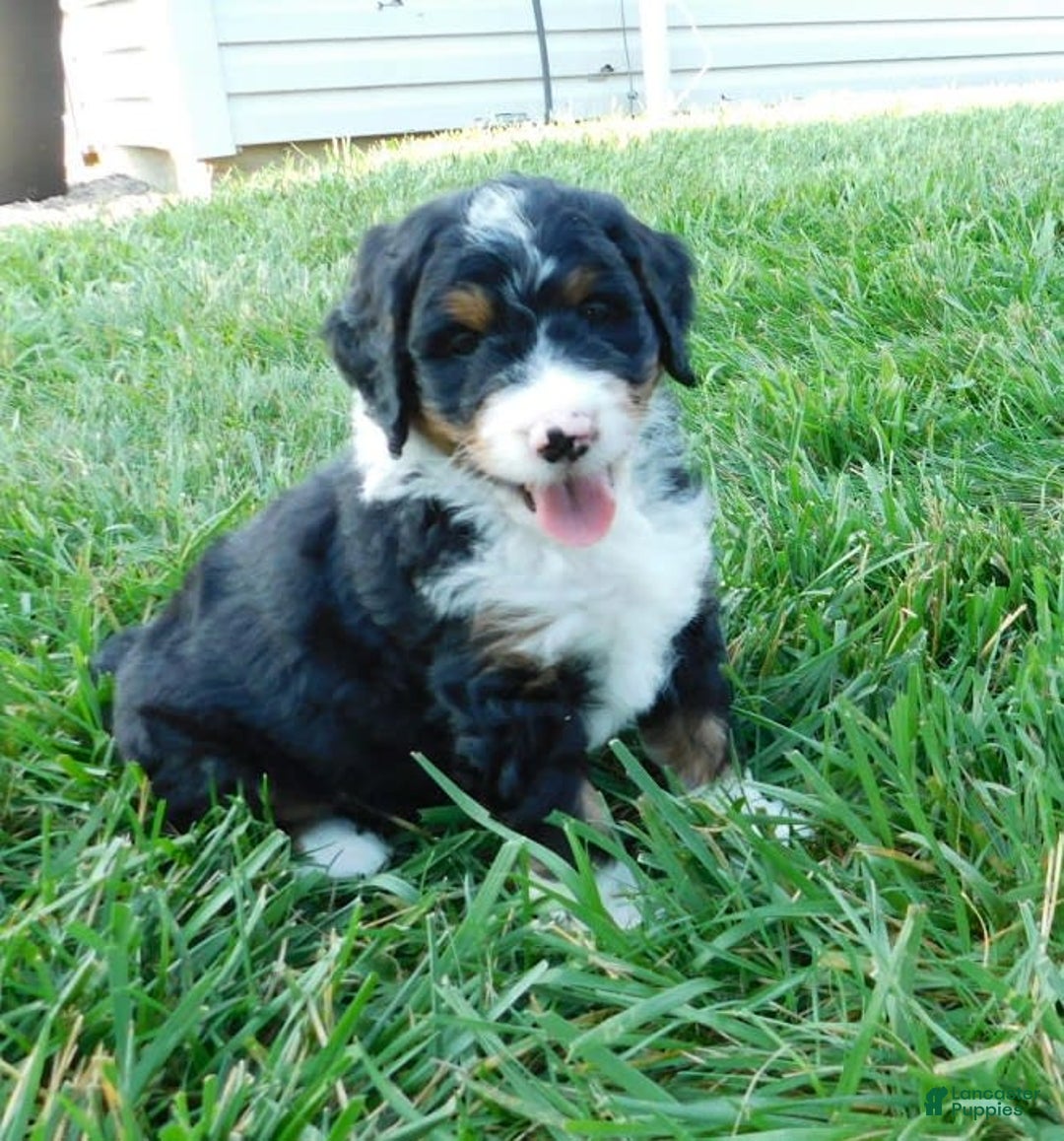 Mini Bernedoodle dogs for sale: Rio - Image 5