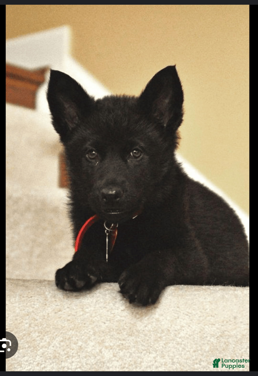 Belgian Malinois dogs for sale: Chucky - Image 3