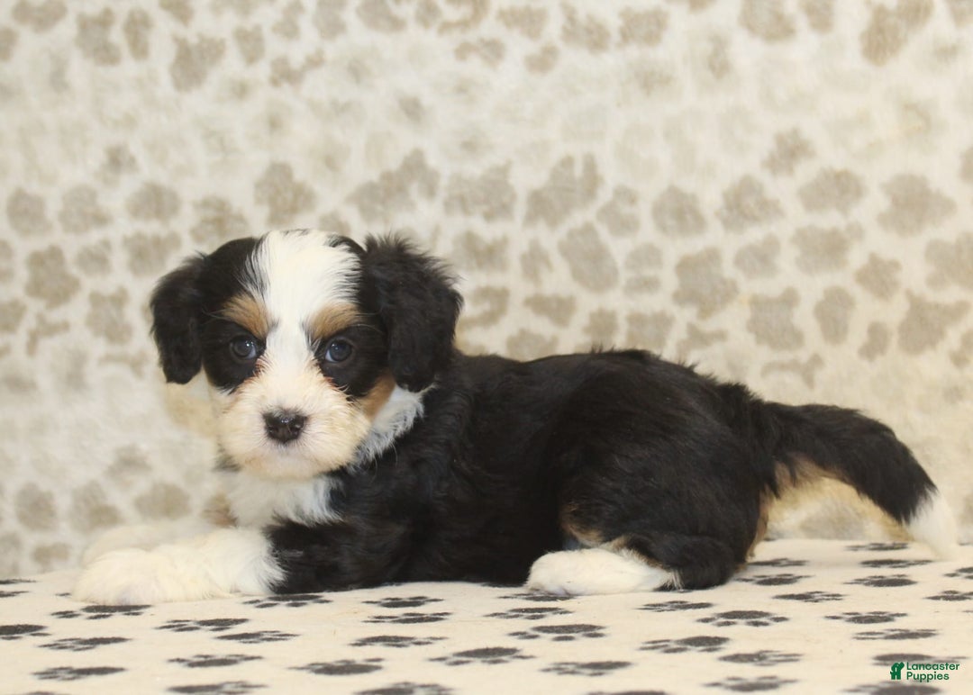 Mini Bernedoodle dogs for sale: Mini Bernedoodle 9 puppies - Image 3