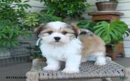 Malshi dogs for sale: Roy - Image 10