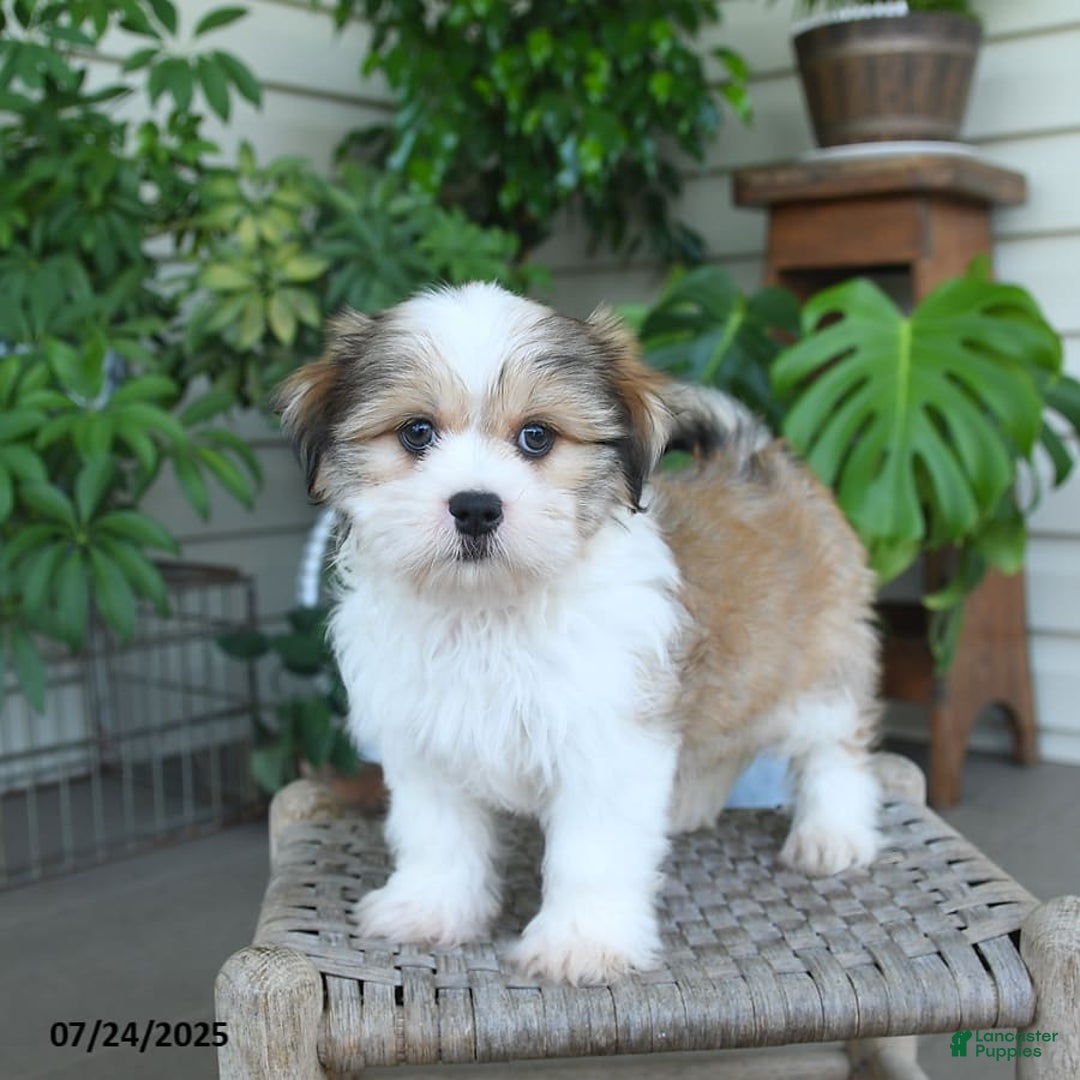 Malshi dogs for sale: Roy - Image 10