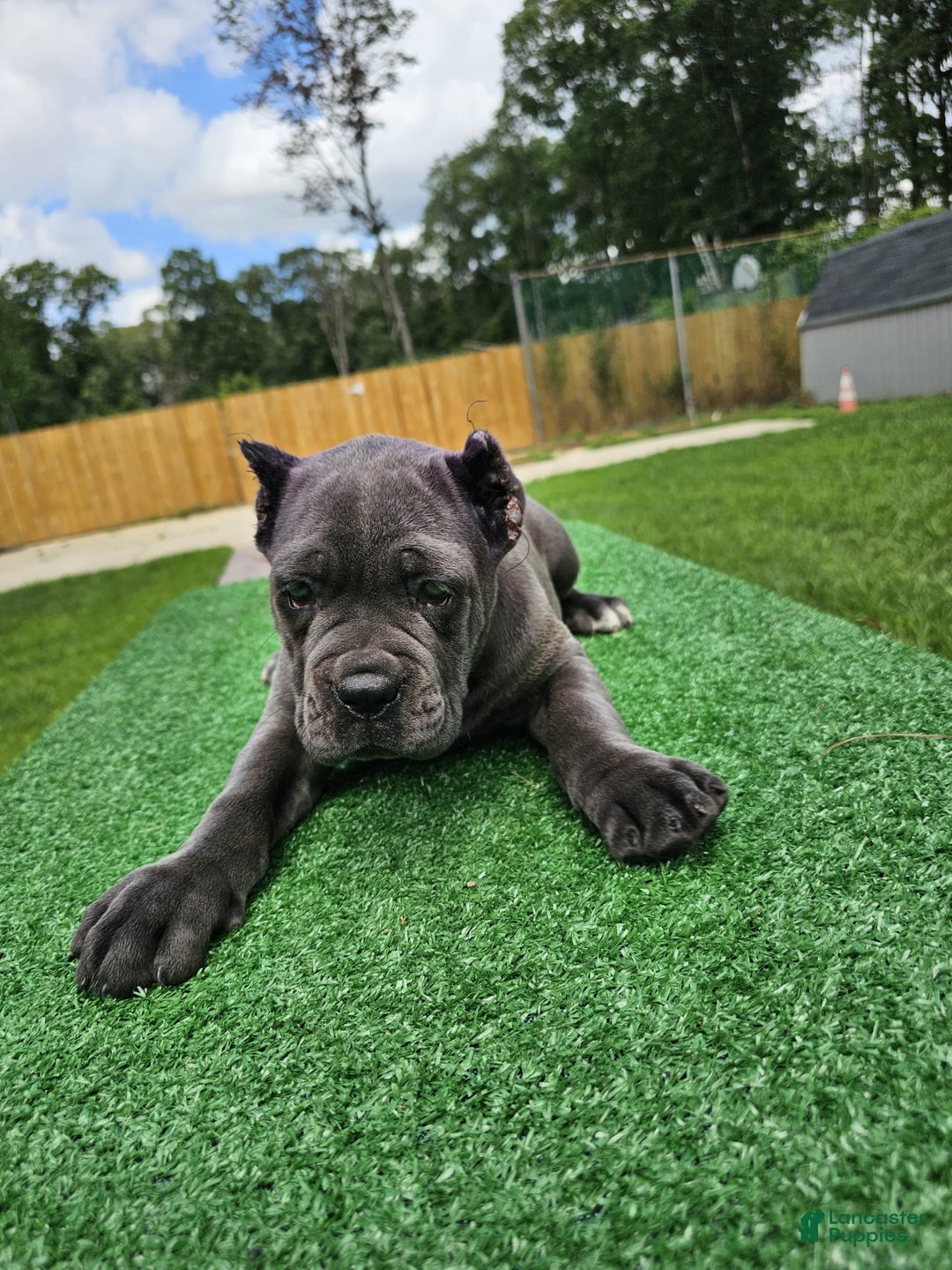 Cane Corso dogs for sale: Mila - Image 3