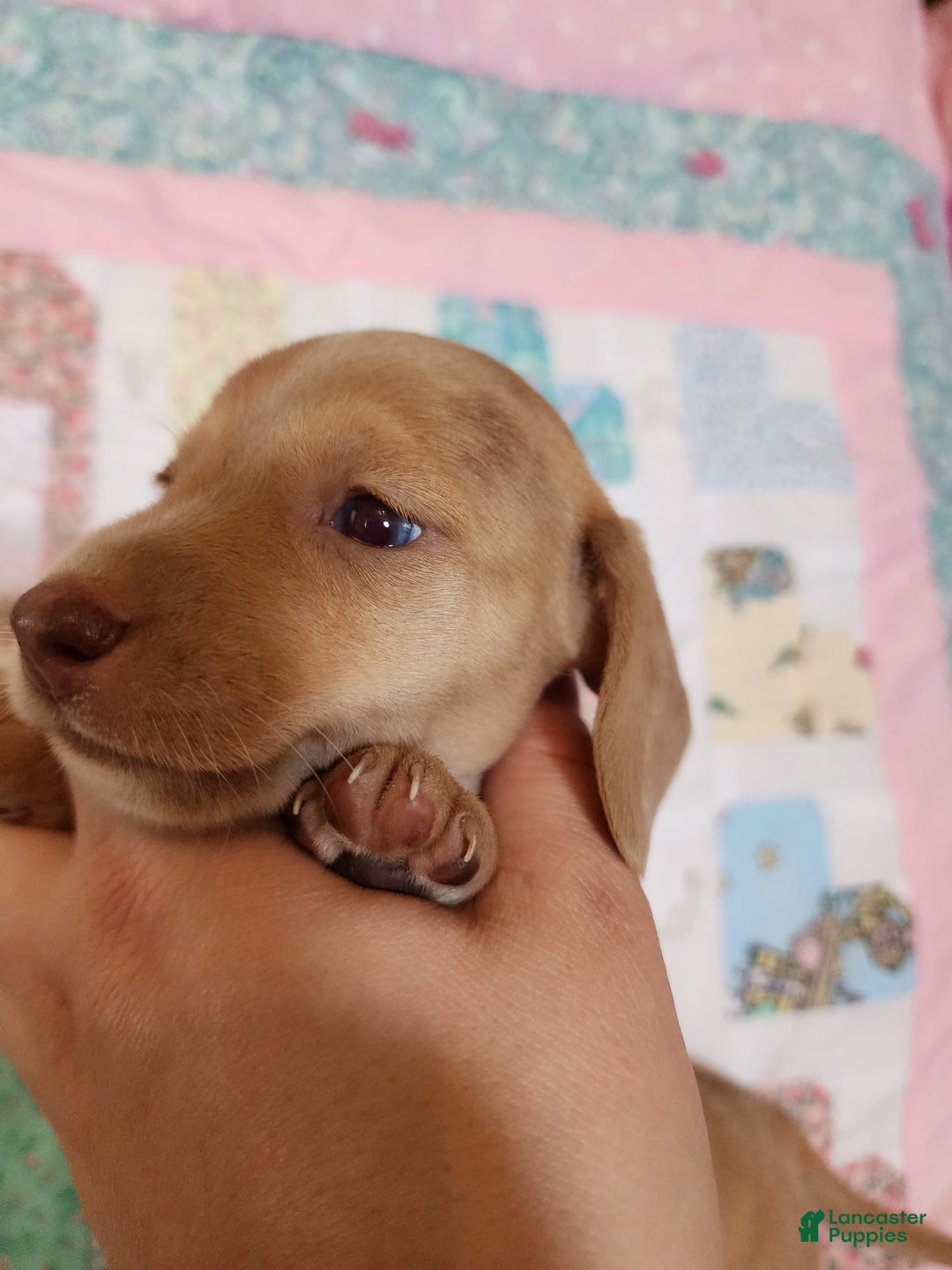 Miniature Dachshund dogs for sale: Cora - Image 5