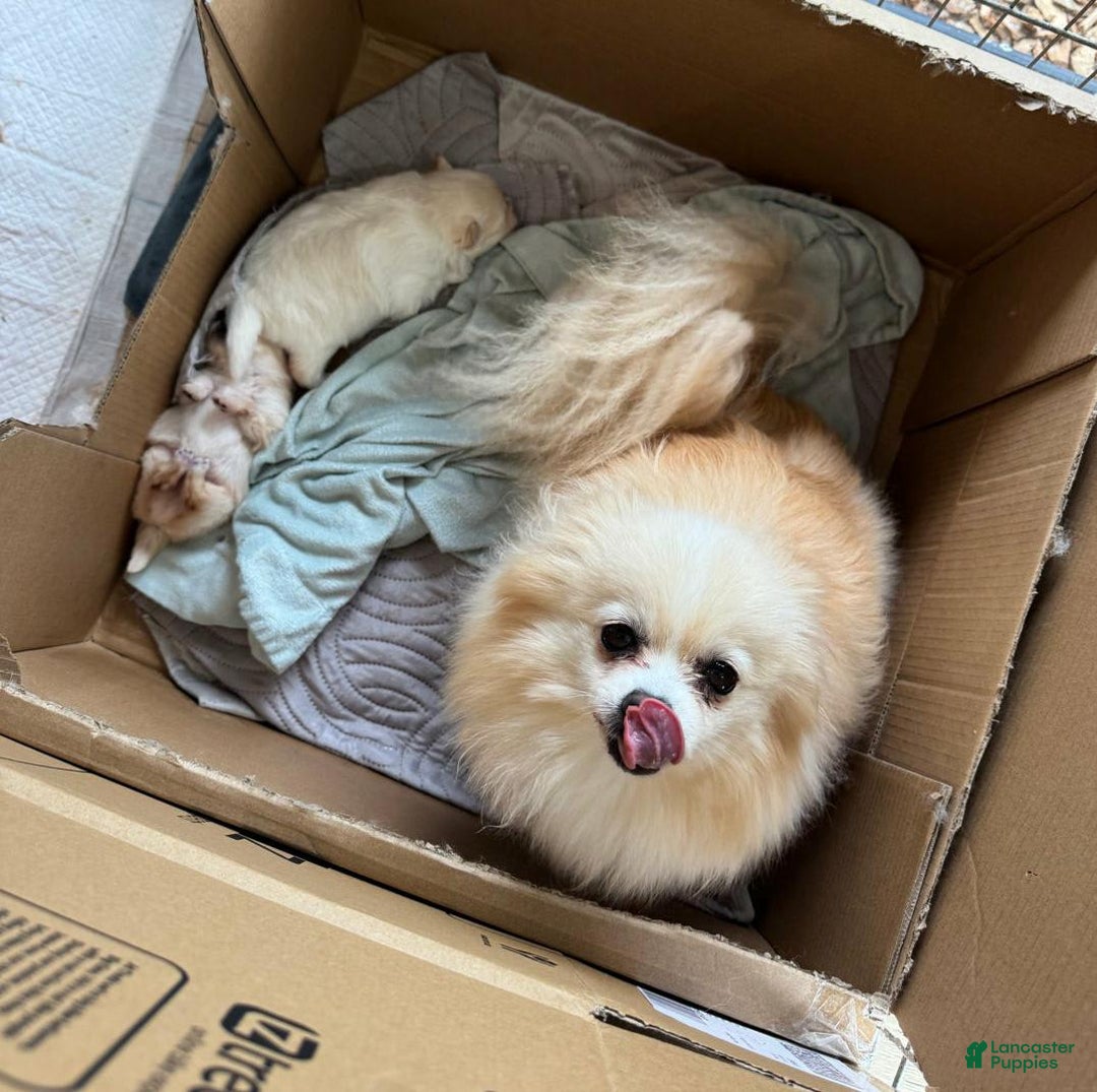 Pomeranian dogs for sale: Bunny - Image 12