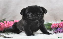 Pug dogs for sale: Sawyer - Image 3