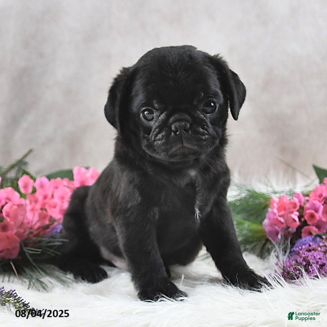 Pug dogs for sale: Sawyer - Image 3