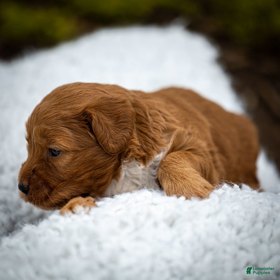 Miniature Poodle dogs for sale: Colette - Image 12